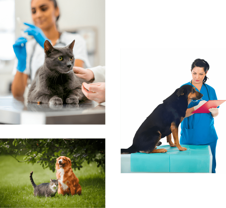 About Our Clinic Towerhill Veterinary Clinic & Vet On The Move